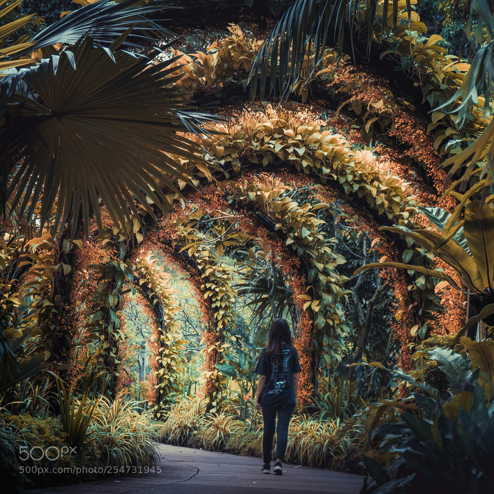 Sony a6500 sample photo. Enchanted forest photography