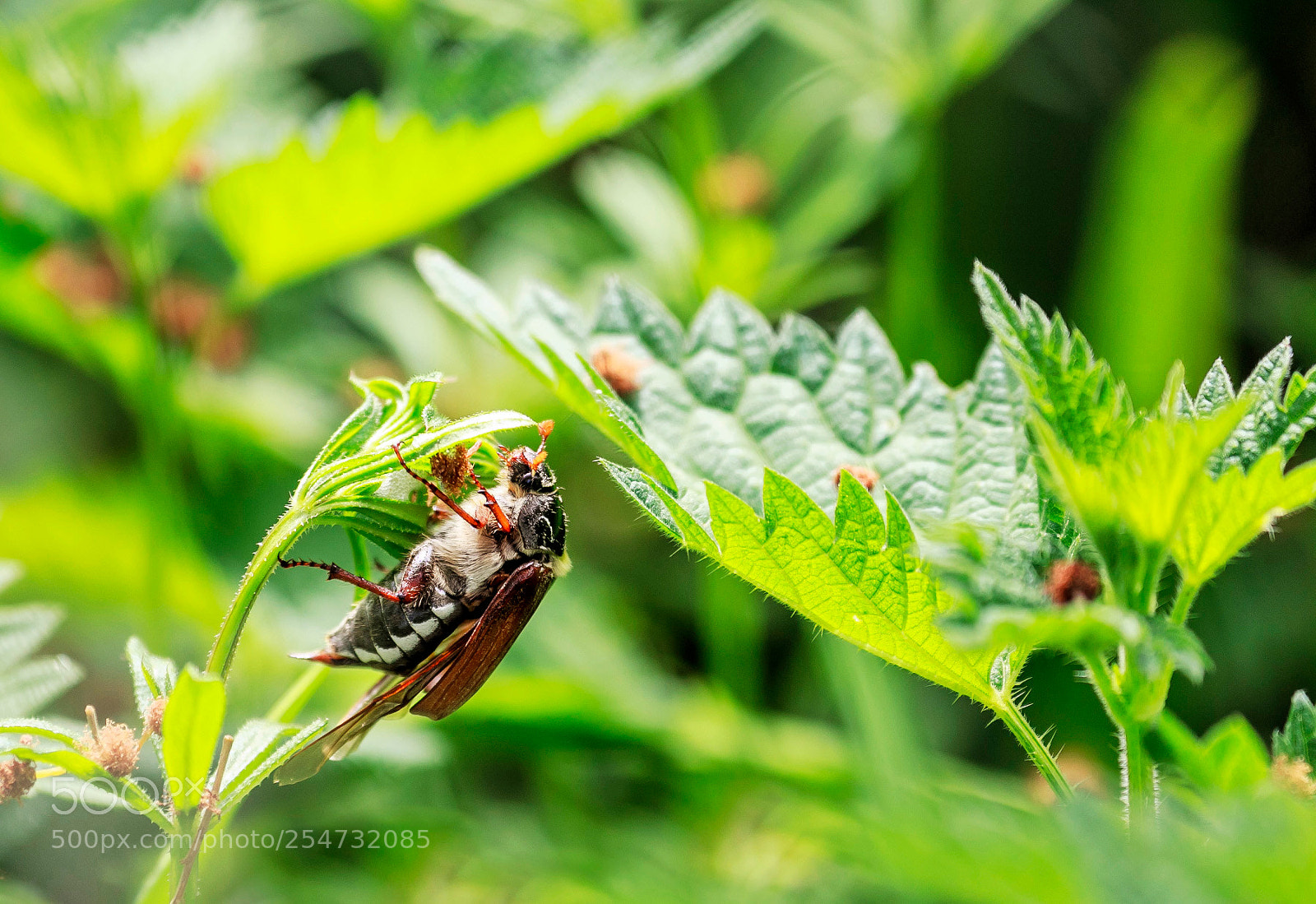 Canon EOS 60D sample photo. Dans l'herbe tendre ! photography
