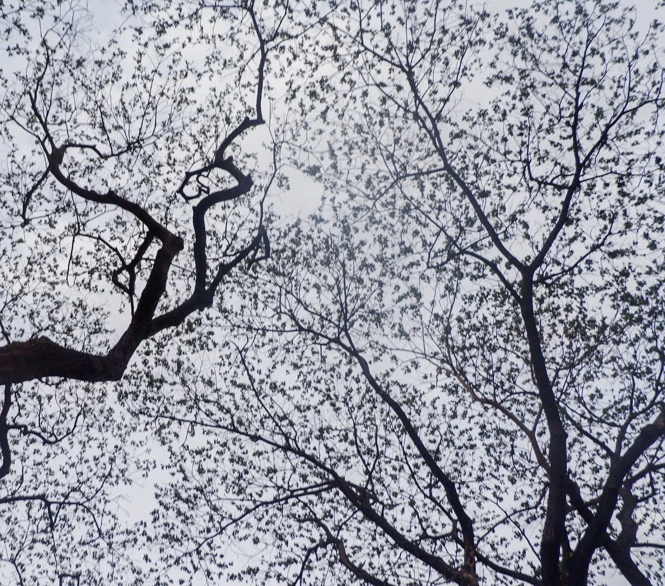 Fujifilm X-A10 sample photo. Veins photography