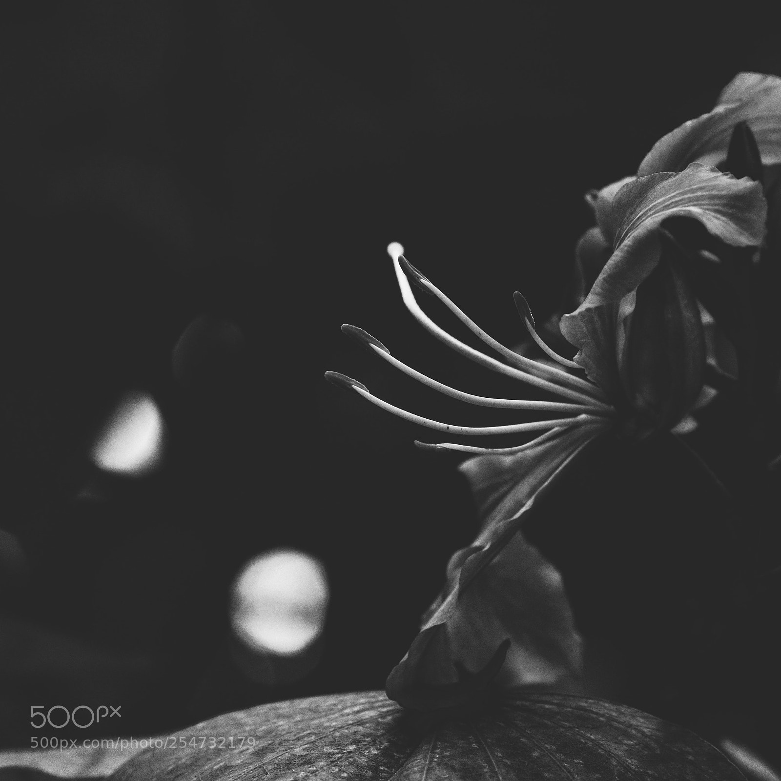 Nikon D7100 sample photo. Untitled photography