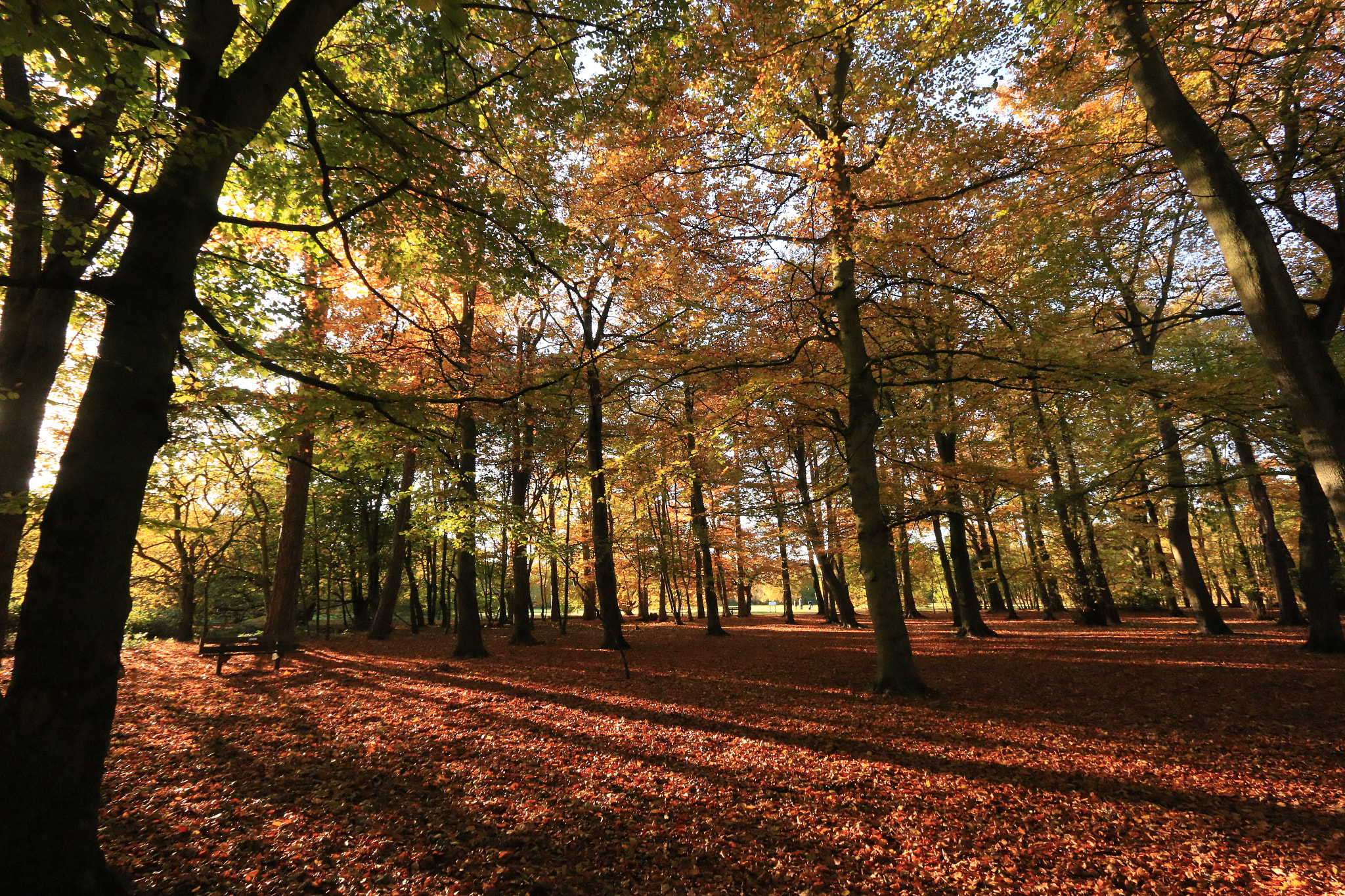 Canon EF-S 10-22mm F3.5-4.5 USM sample photo. Autumn colour photography