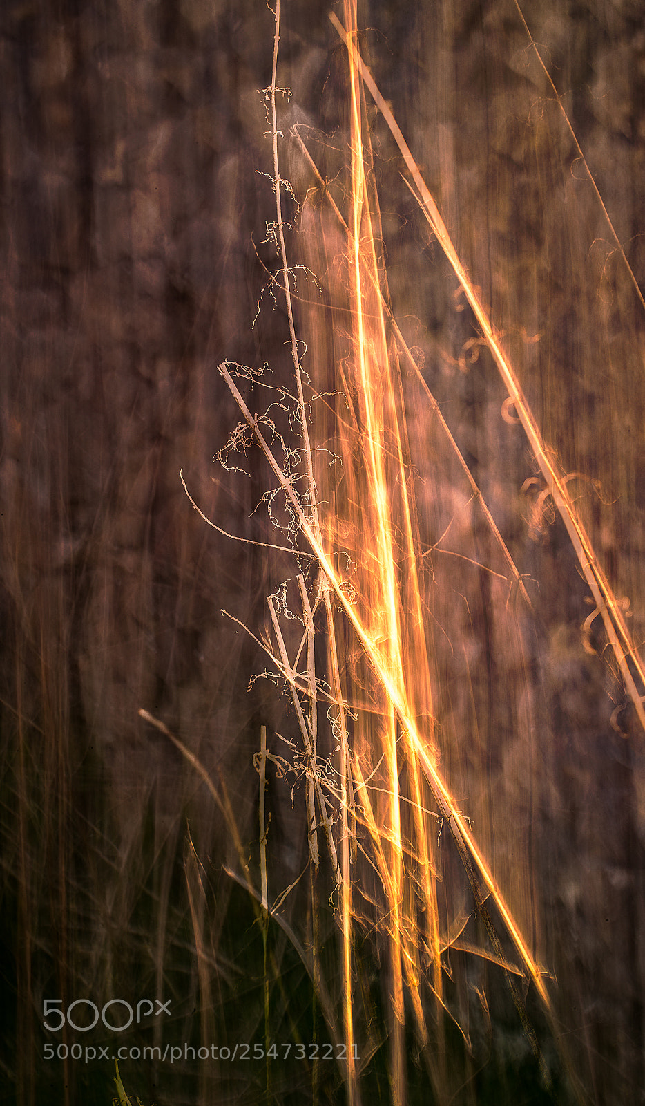 Canon EOS-1D X Mark II sample photo. Remains in the sun photography