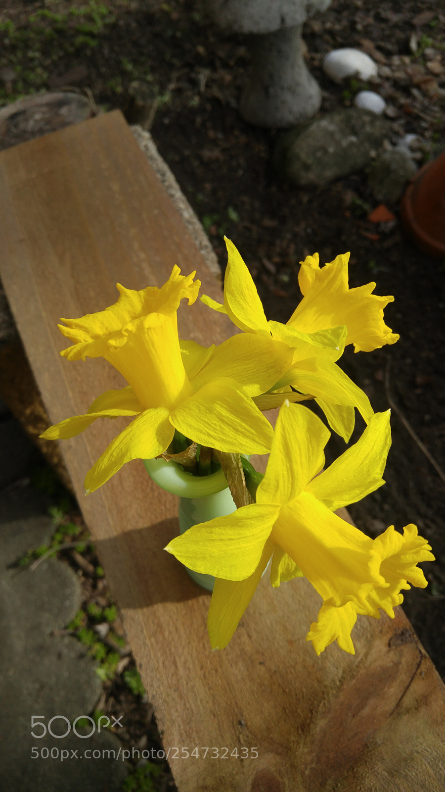 LG G4 sample photo. Dafodil photography