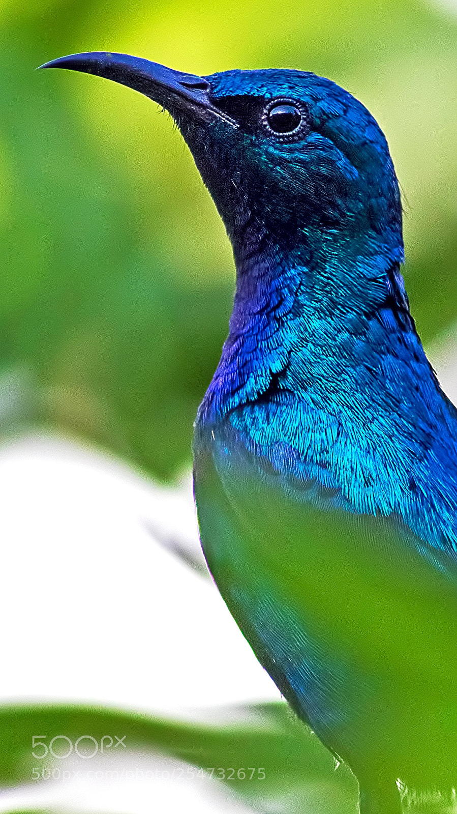 Canon EOS 7D Mark II sample photo. Purple sunbird photography