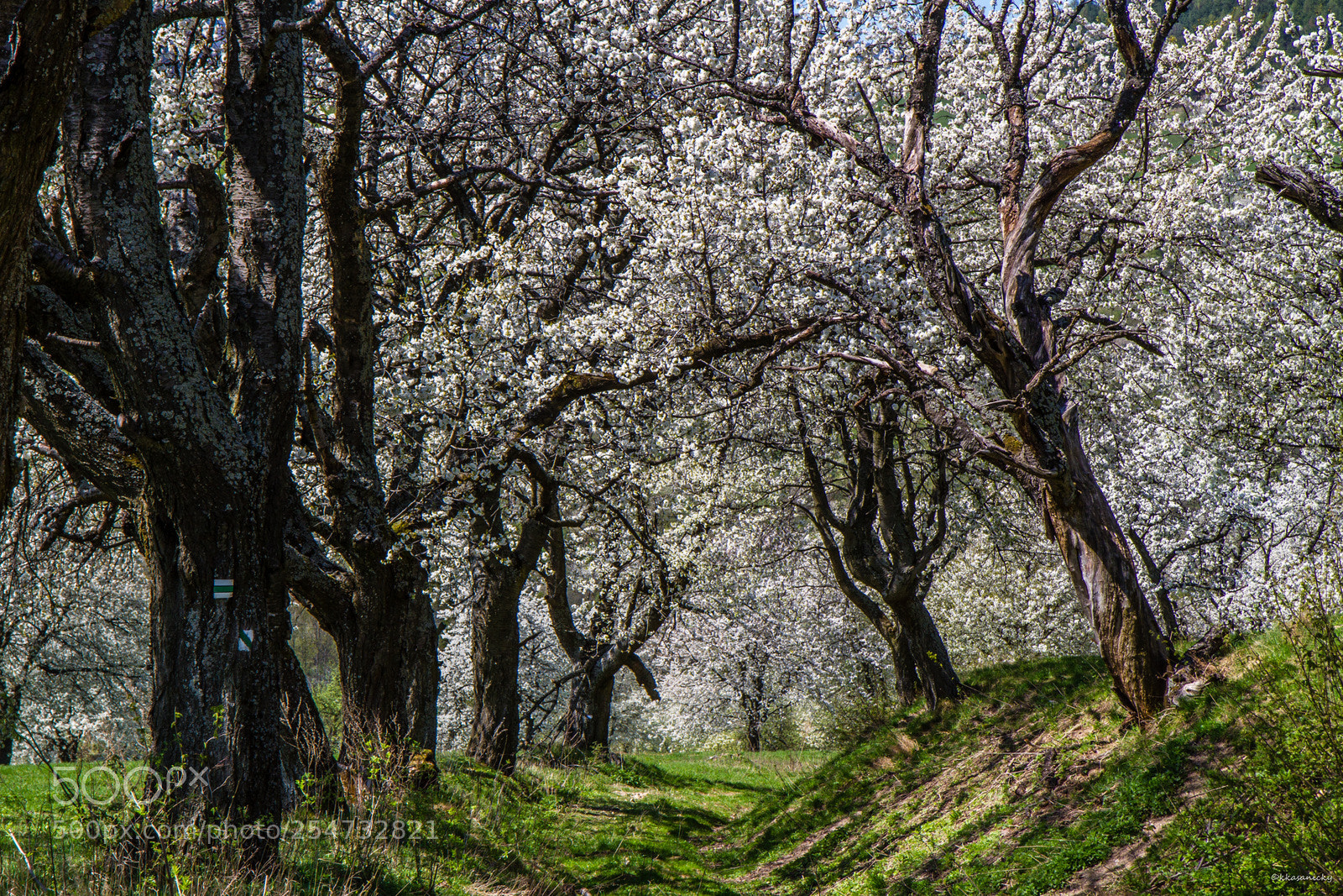Canon EOS 7D sample photo. Spring trees. photography