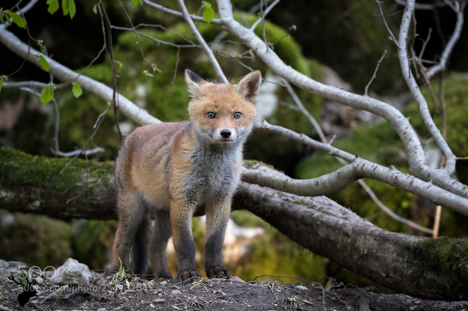 Canon EOS 7D Mark II sample photo. Fox photography