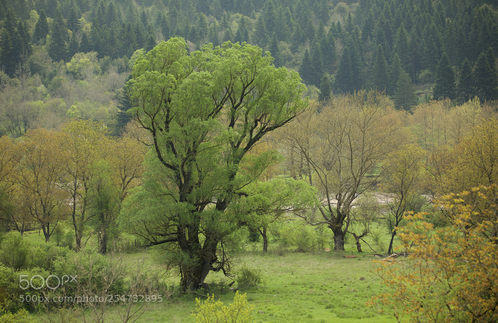 Canon EOS 5D Mark IV sample photo. Nature painting photography