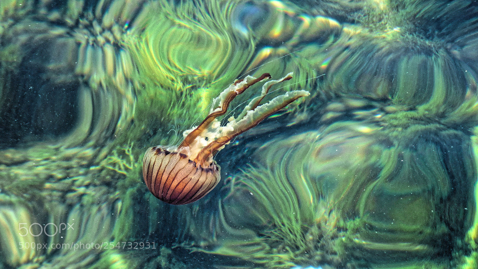 Panasonic DMC-FZ72 sample photo. Floating jellyfish photography
