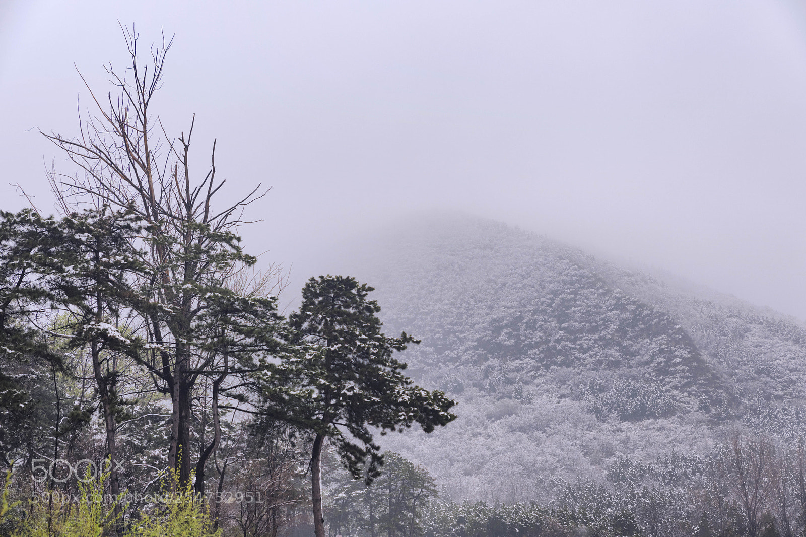 Nikon D810 sample photo. Scenery in mist photography