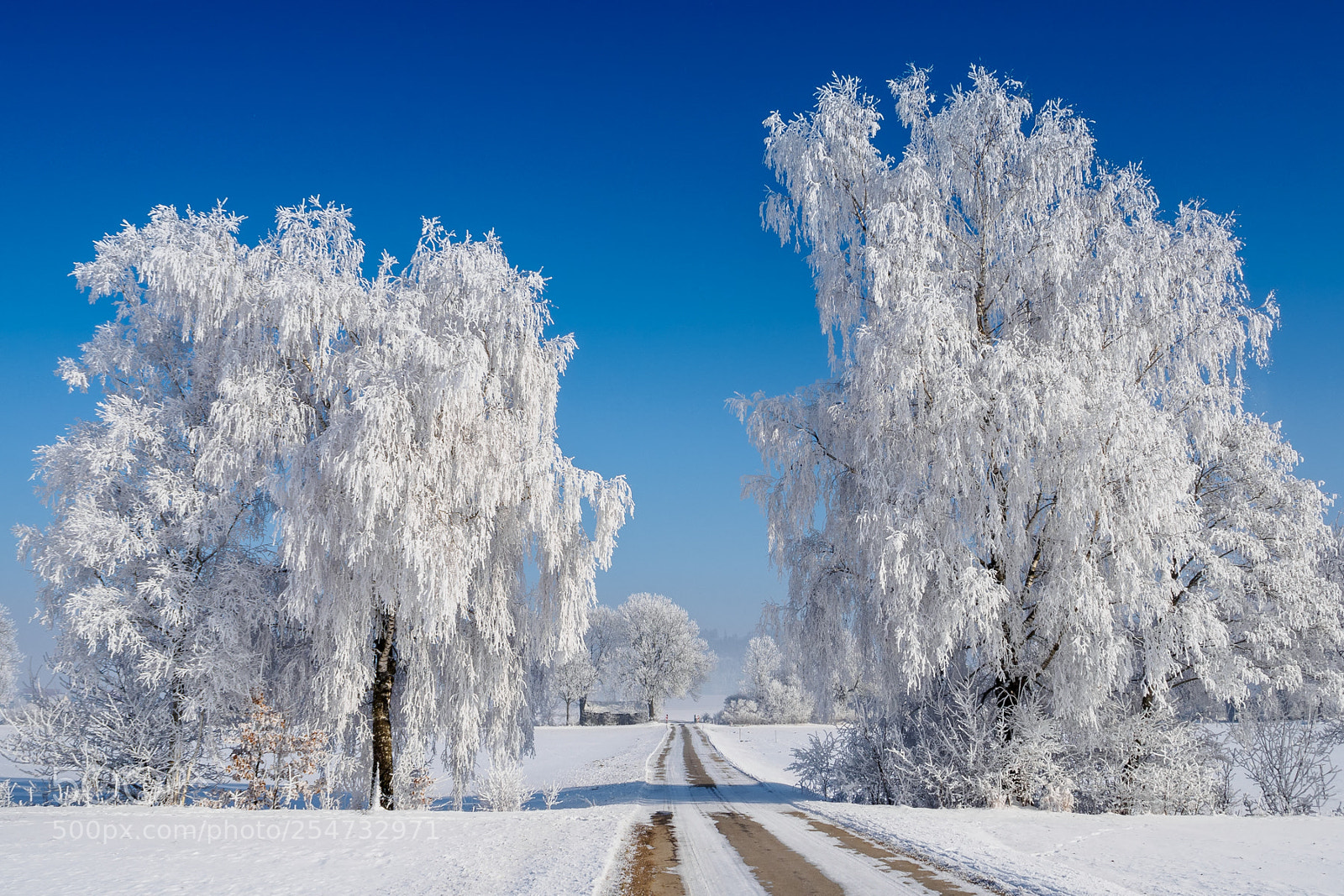 Olympus OM-D E-M10 II sample photo. Winter photography