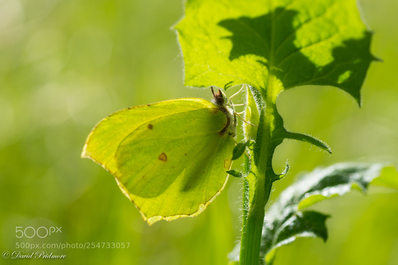 Nikon D7200 sample photo. Butterfly photography