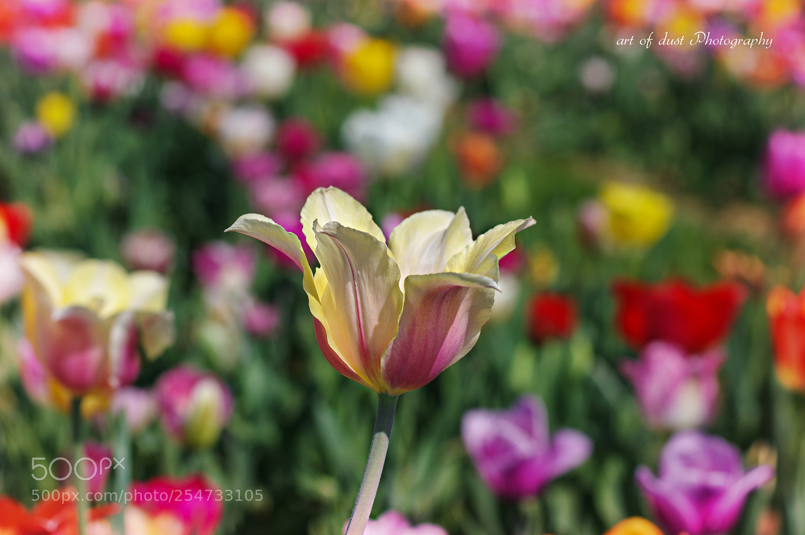 Pentax K-3 sample photo. Just for you... photography