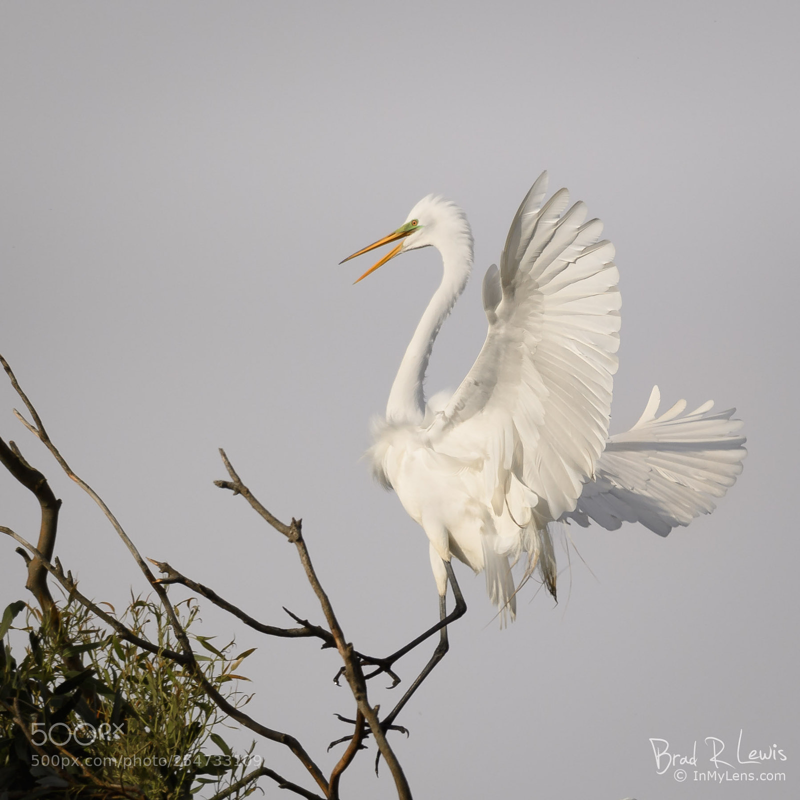 Nikon D5 sample photo. Great egret - rainy photography