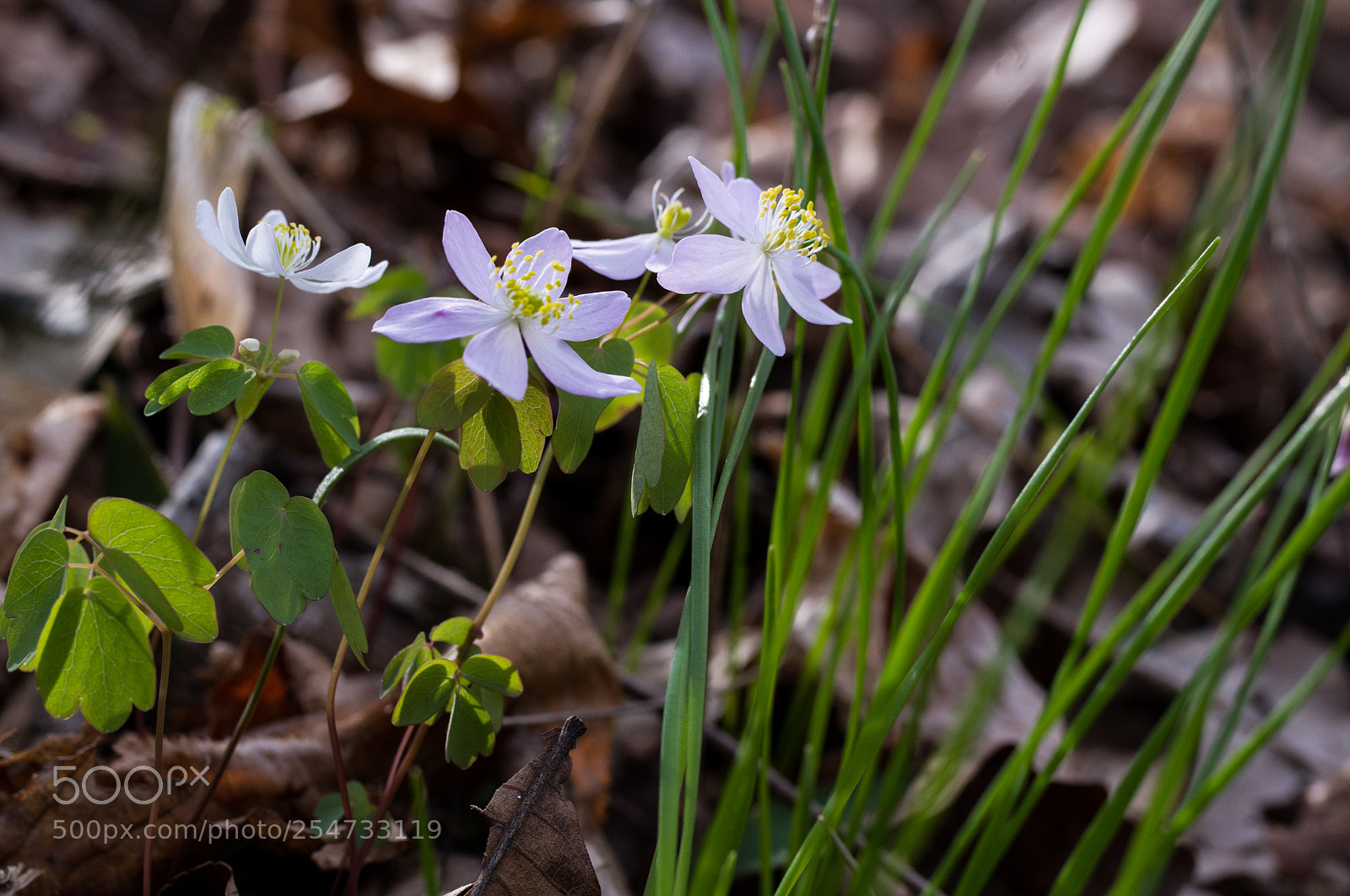 Pentax K-x sample photo. Small but beautiful photography
