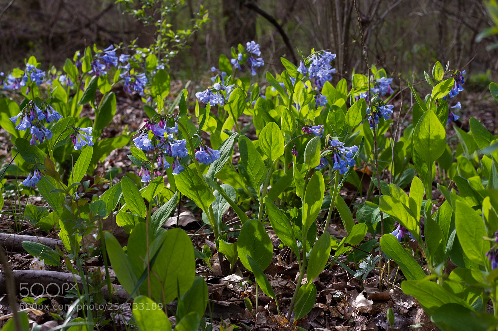 Pentax K-x sample photo. Sea of blue photography