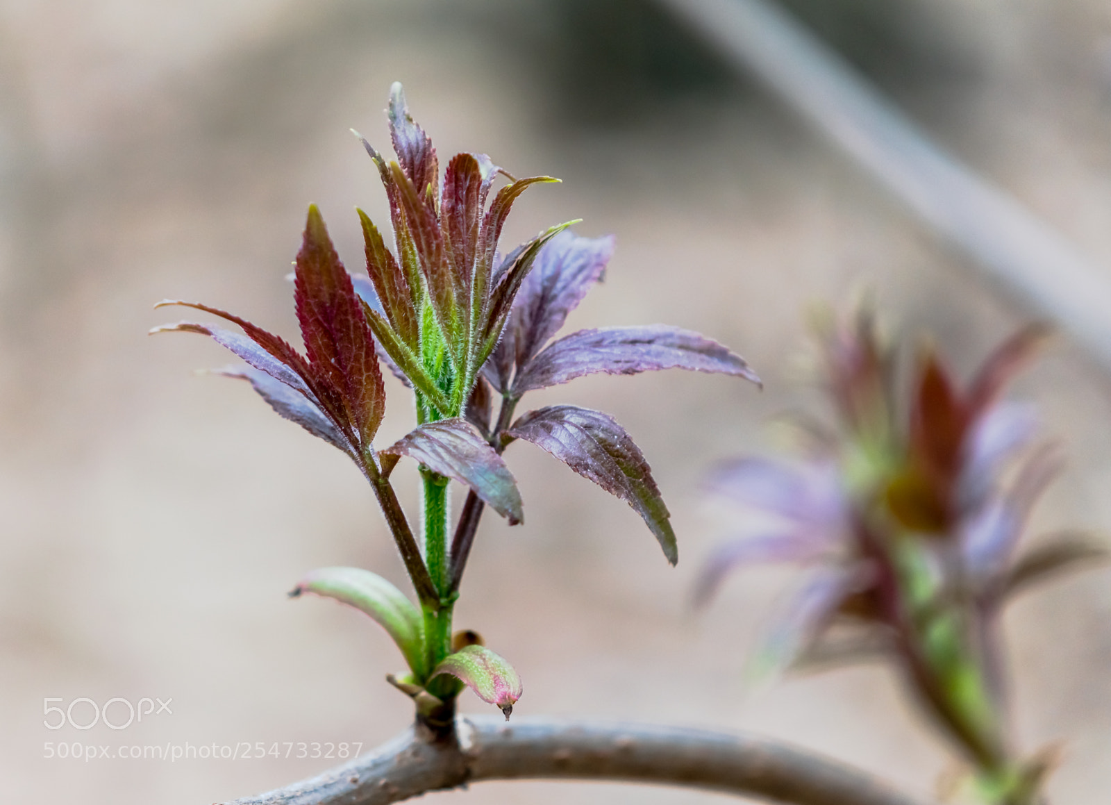 Nikon D3300 sample photo. The first spring foliage photography