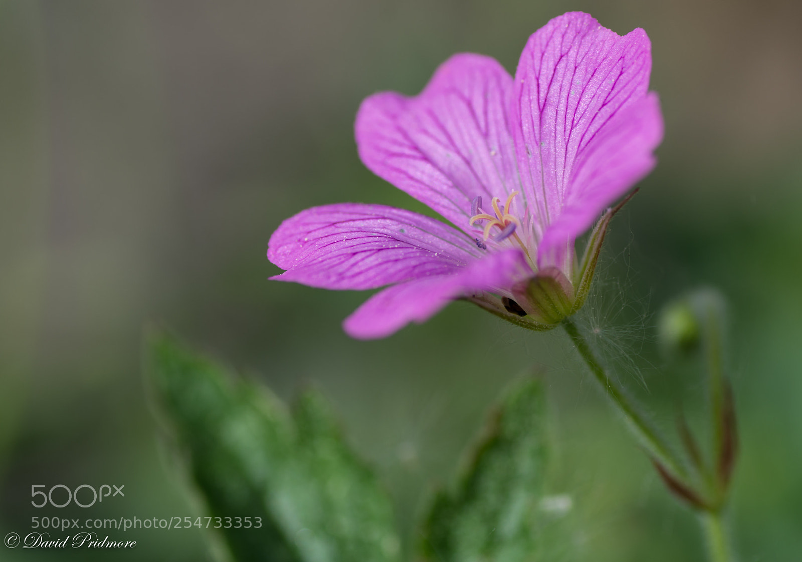 Nikon D7200 sample photo. Flower photography