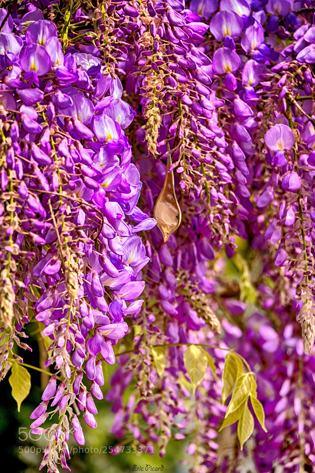 Canon EOS 77D (EOS 9000D / EOS 770D) sample photo. Glycine photography