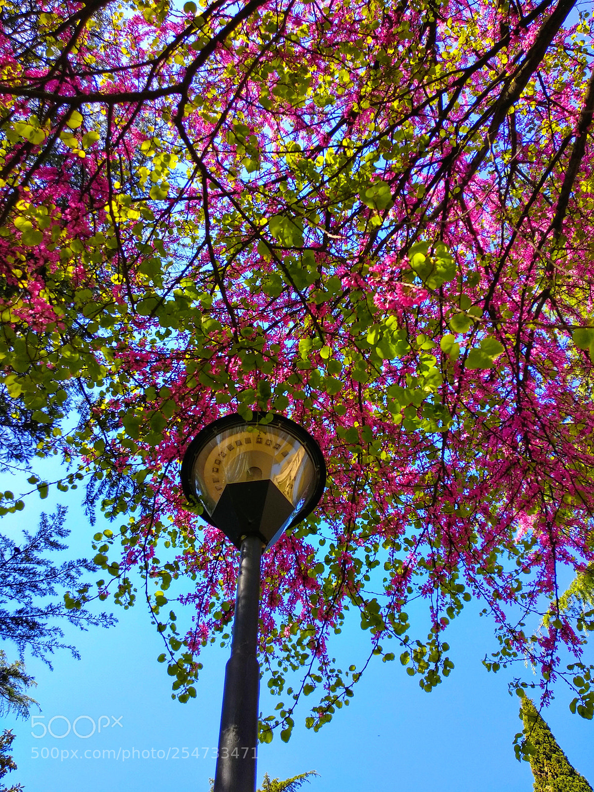 Xiaomi Mi A1 sample photo. Colors of spring photography
