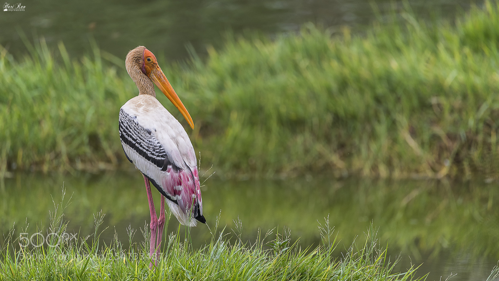 Nikon D810 sample photo. Painted stork photography