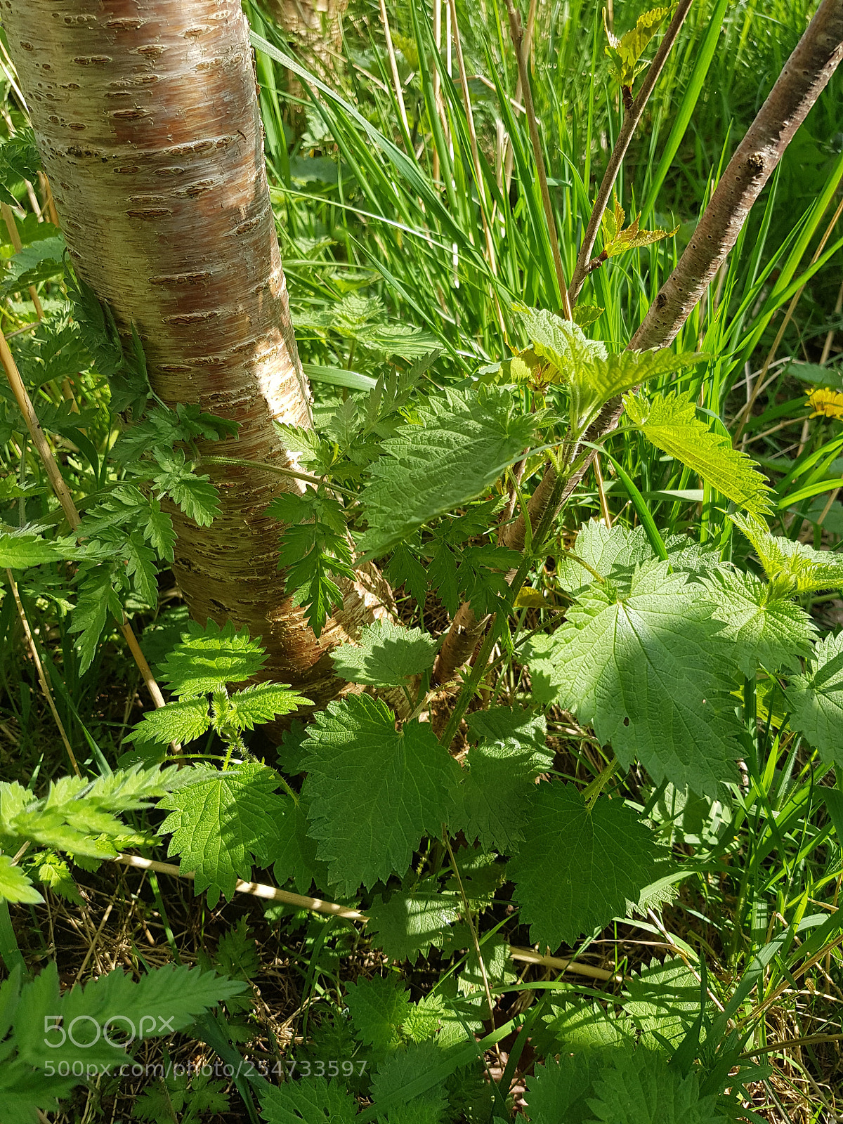 Samsung Galaxy S8 sample photo. Nettles photography