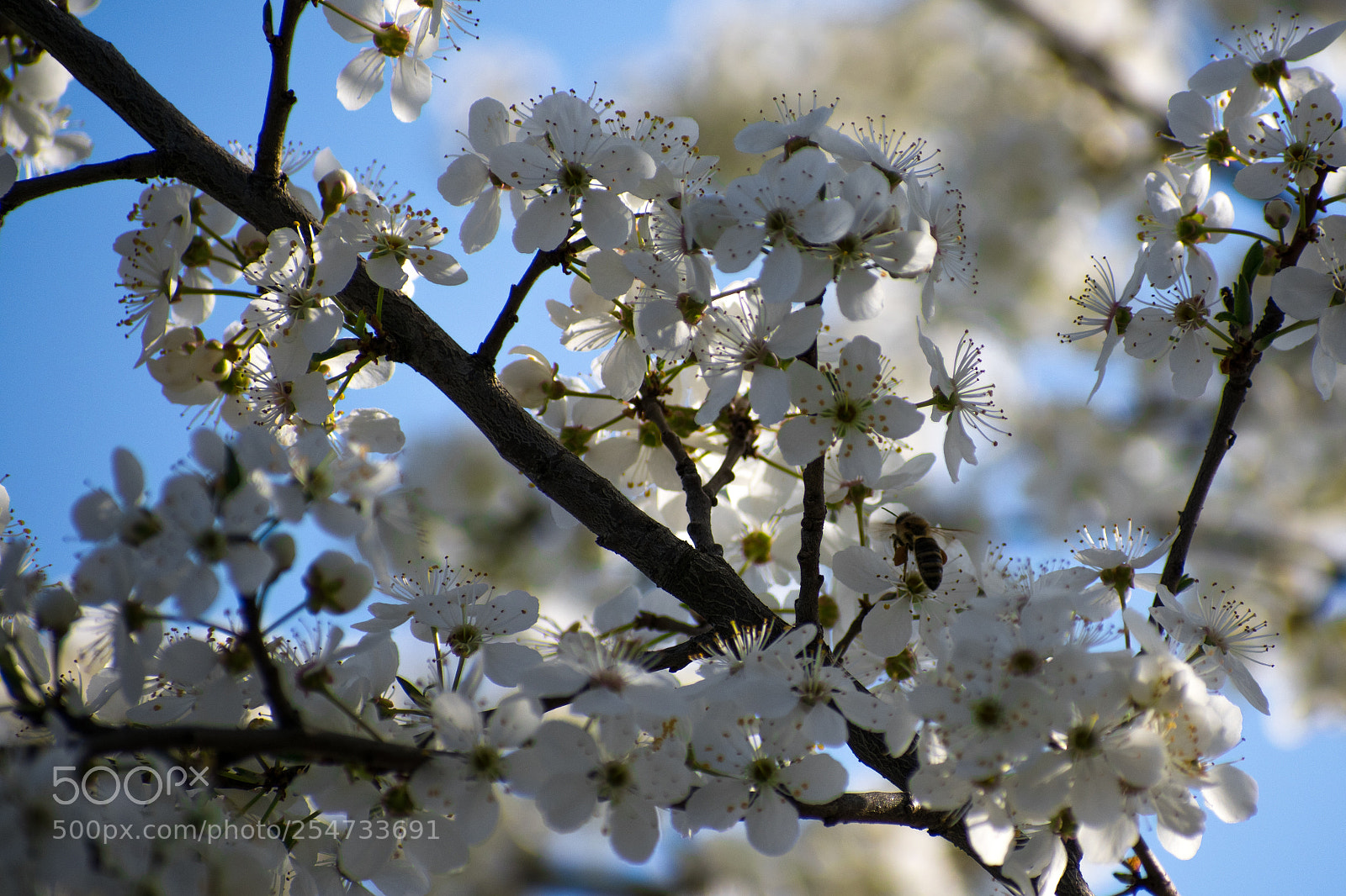 Nikon D3400 sample photo. Bee in tree photography