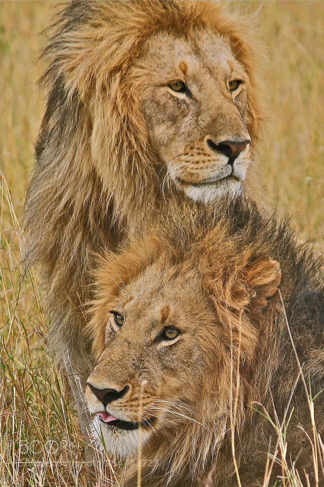 Canon EOS 500D (EOS Rebel T1i / EOS Kiss X3) sample photo. Two lions, serengeti plain photography