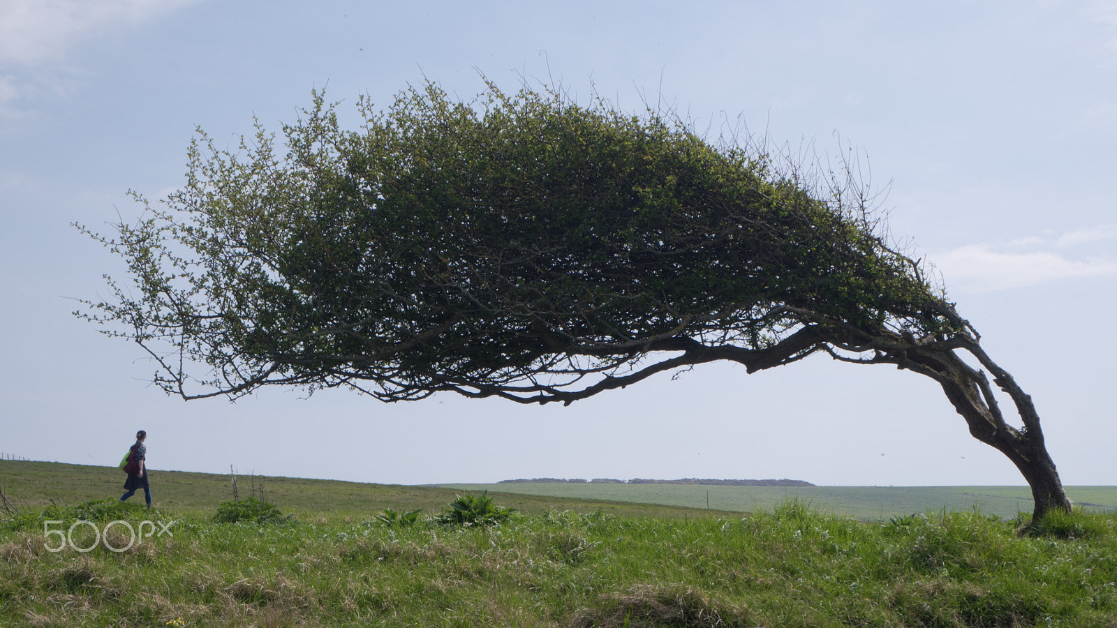 Olympus PEN E-PL8 sample photo. Wind swept common hawthorn photography