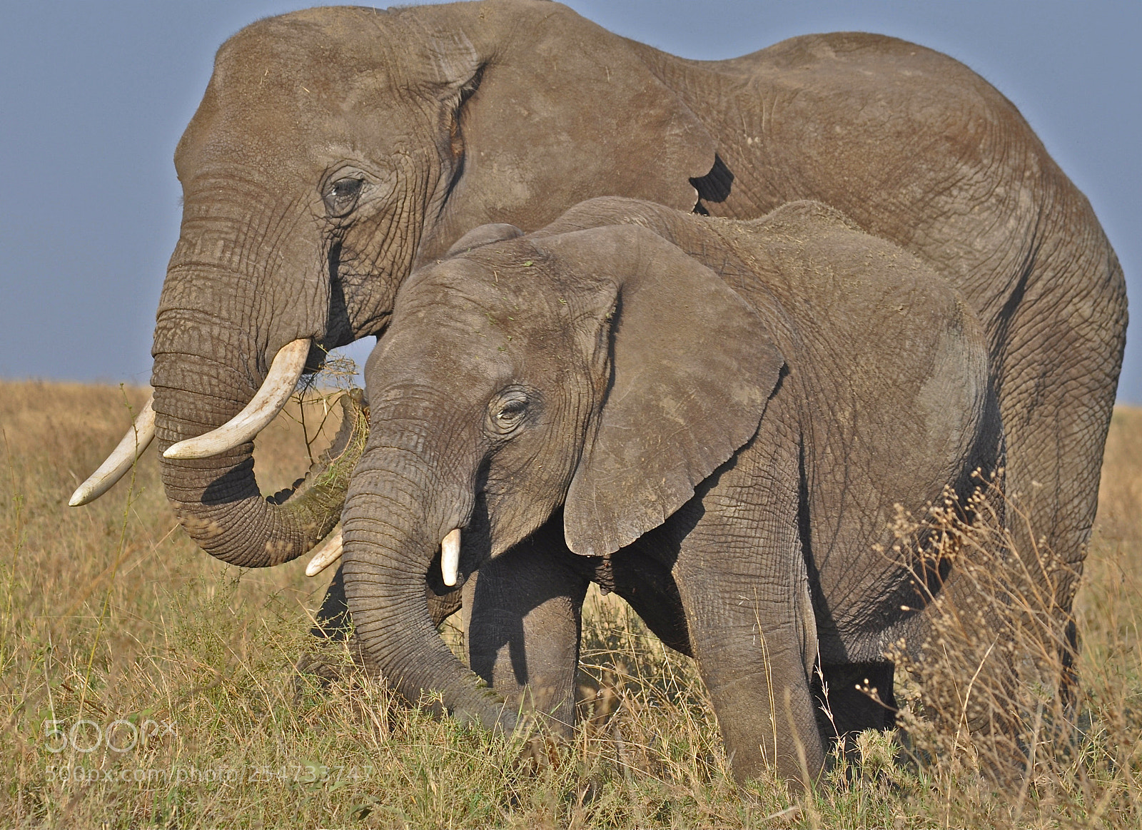 Nikon D5000 sample photo. Mom and baby elephant photography