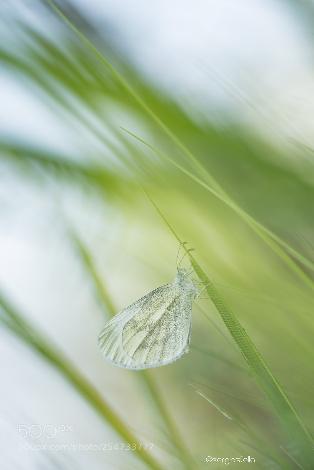 Nikon D610 sample photo. Wood white________ photography