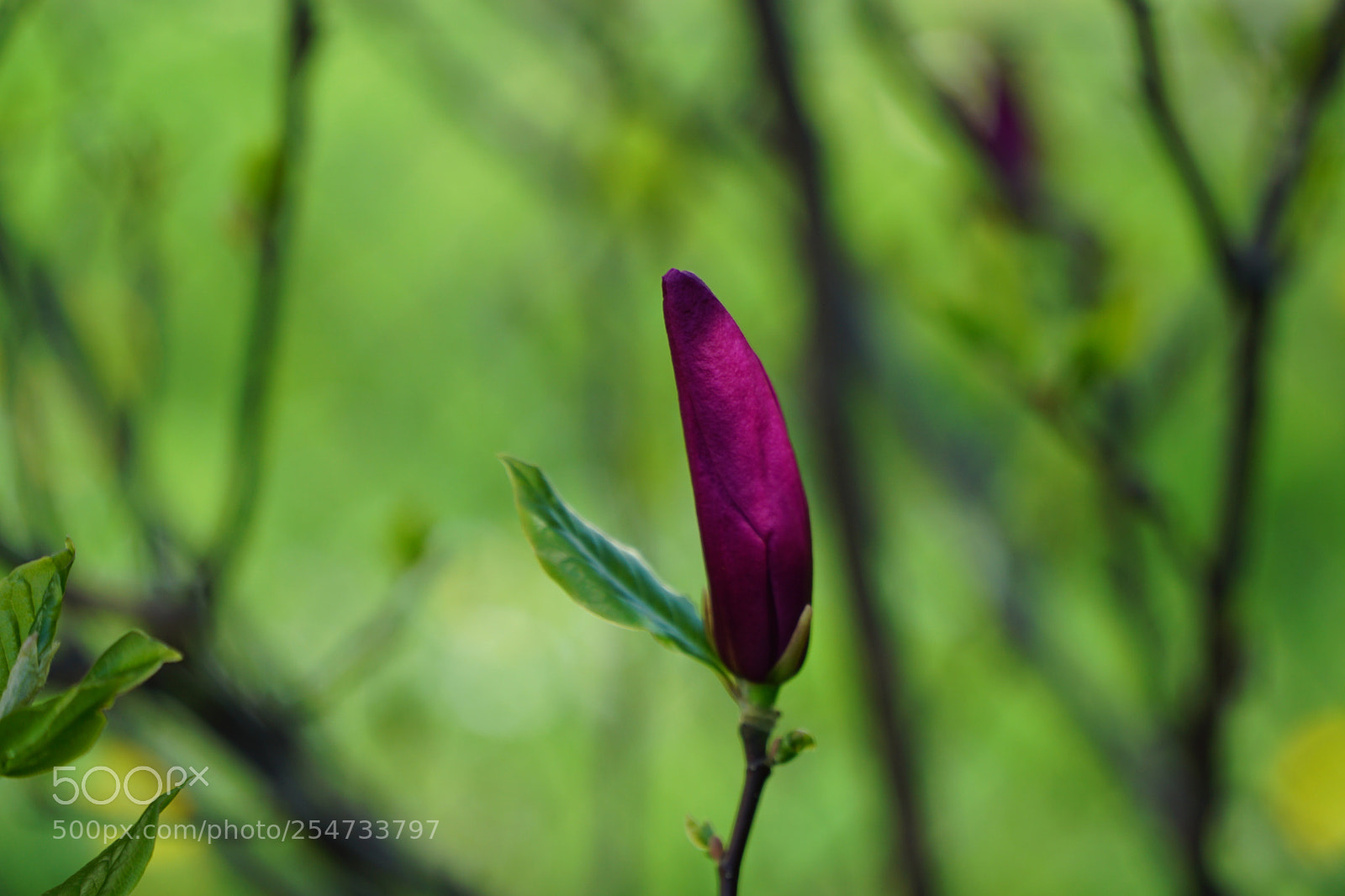 Sony a5100 sample photo. Die perfekte farbe der photography