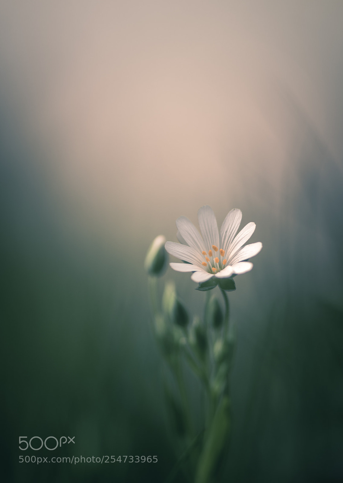 Nikon D7200 sample photo. Sweet stellaria photography