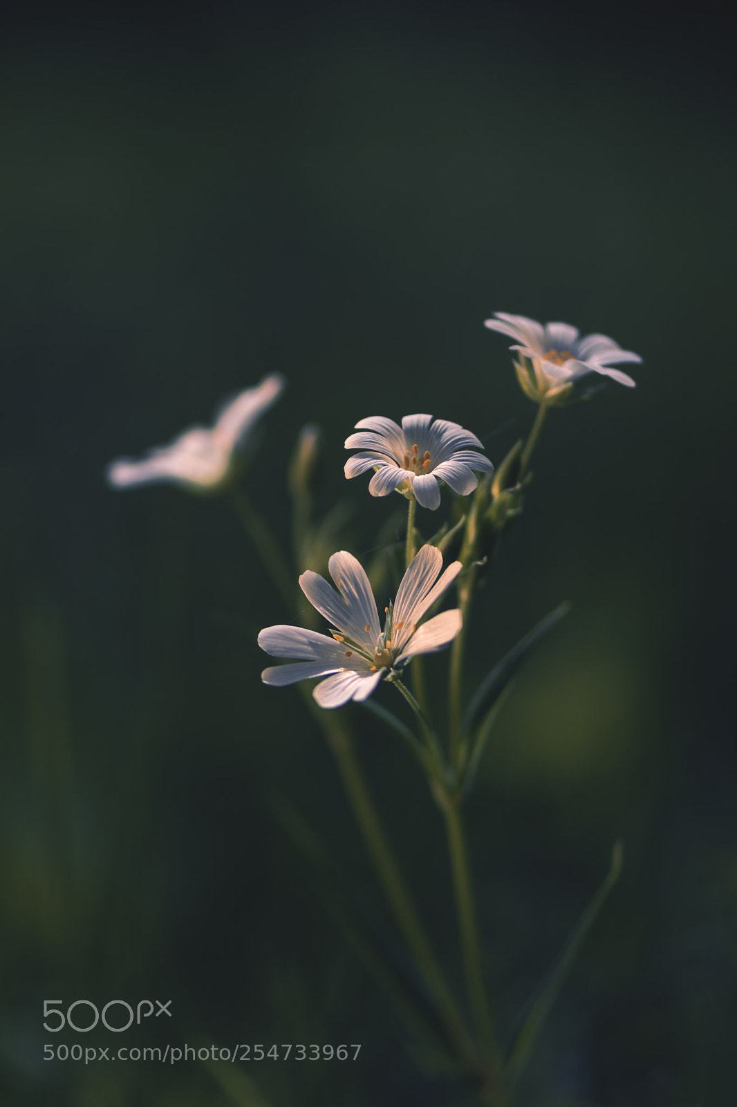 Nikon D7200 sample photo. Light & flowers photography