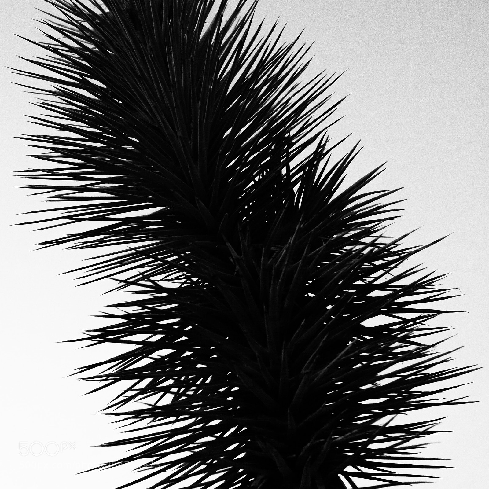 Nikon D610 sample photo. Spiked photography