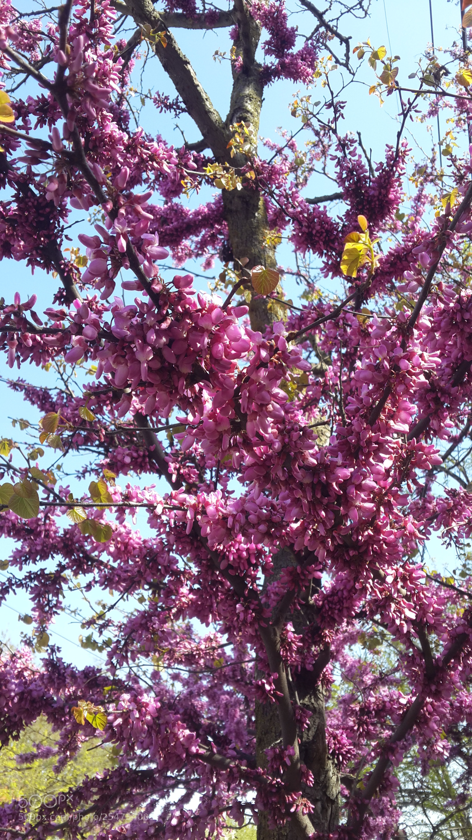 Samsung Galaxy S4 sample photo. 20180422_104928.jpg photography