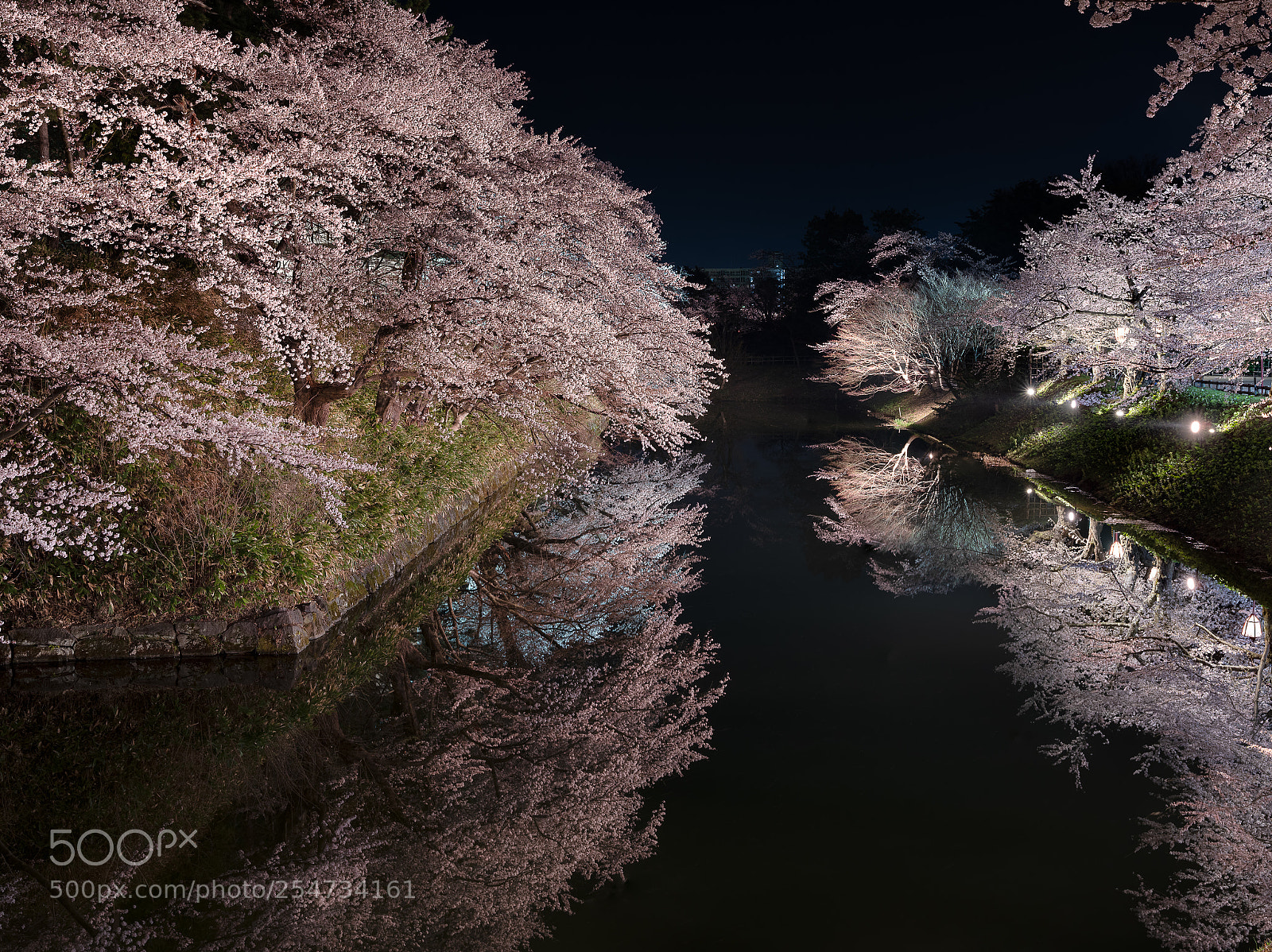 Fujifilm GFX 50S sample photo. Cherry blossoms mirror photography