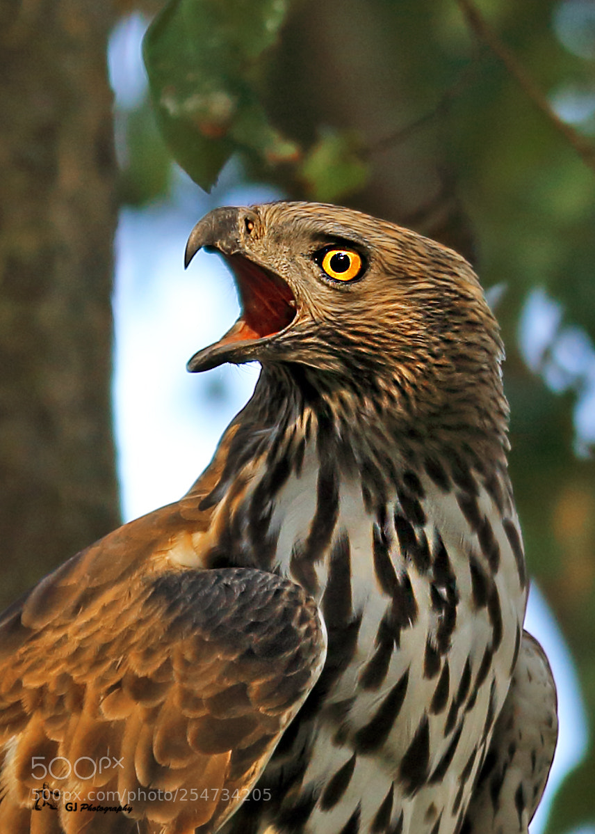 Canon EOS 7D Mark II sample photo. Changeable hawk eagle photography