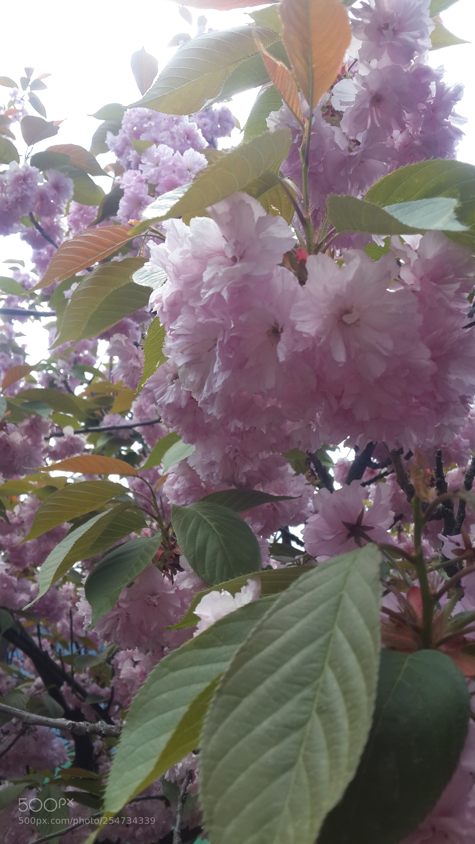 Samsung Galaxy S4 sample photo. 20180422_134134.jpg photography
