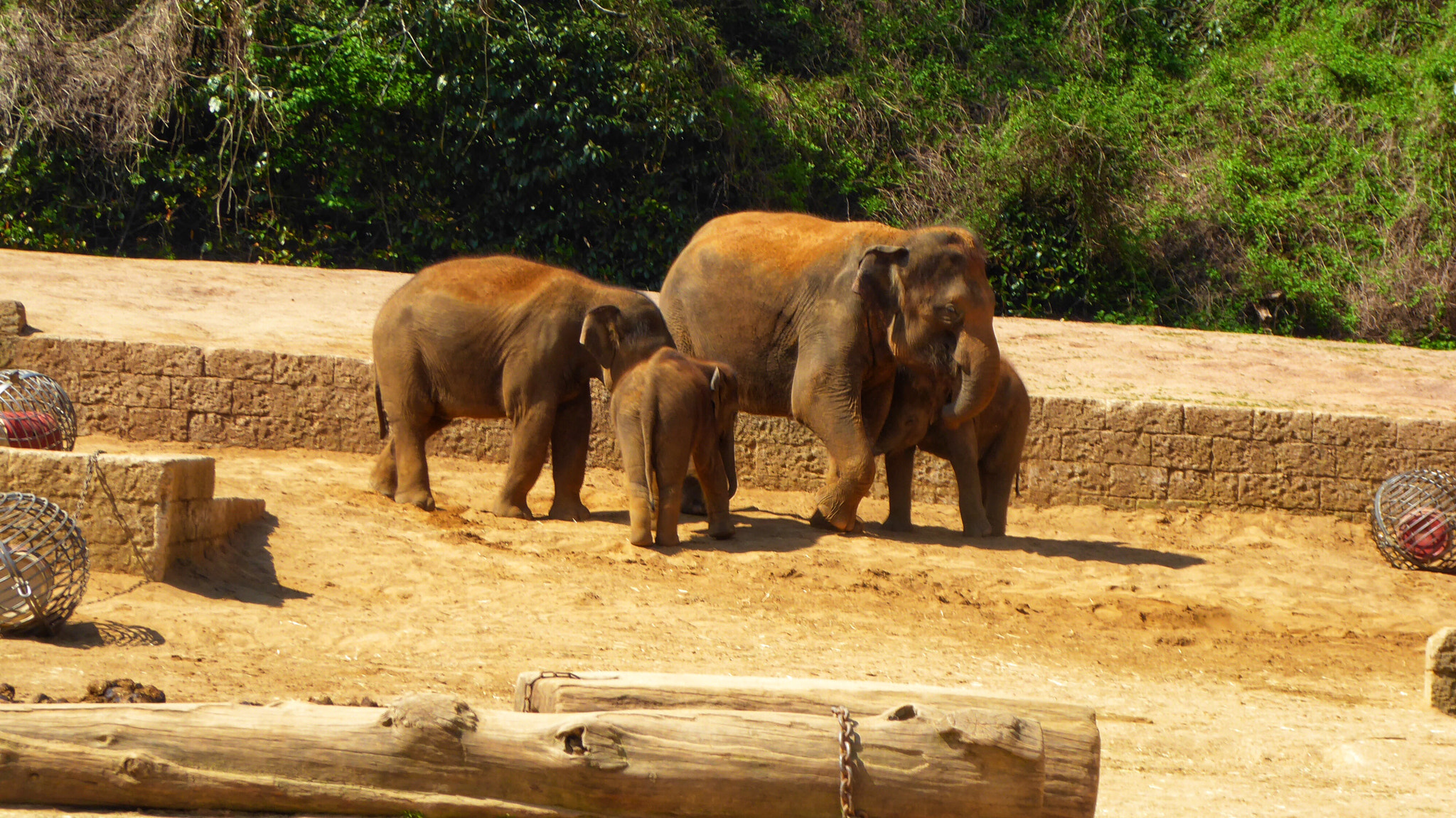 Panasonic DMC-TZ71 sample photo. Asiatische elefantenfamilie photography