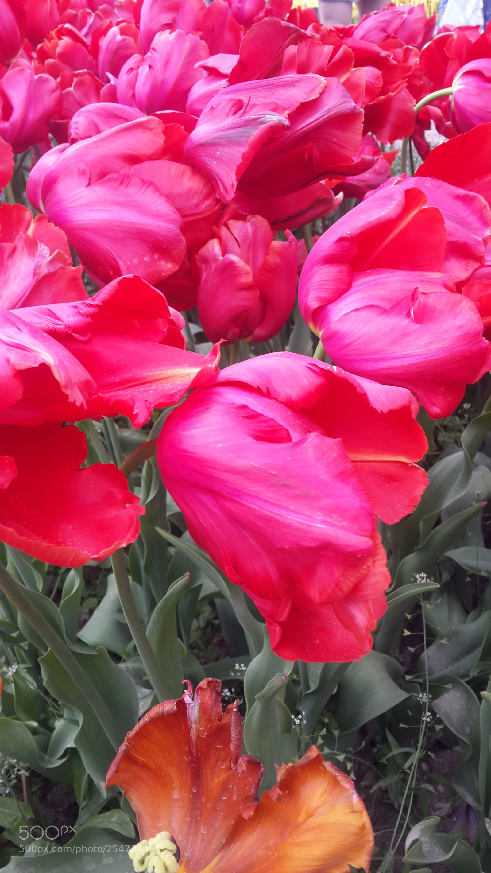 Samsung Galaxy S4 sample photo. 20180422_134538.jpg photography
