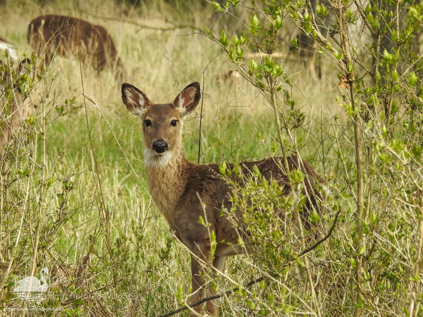 Nikon Coolpix P900 sample photo. Cute white tail fawn photography