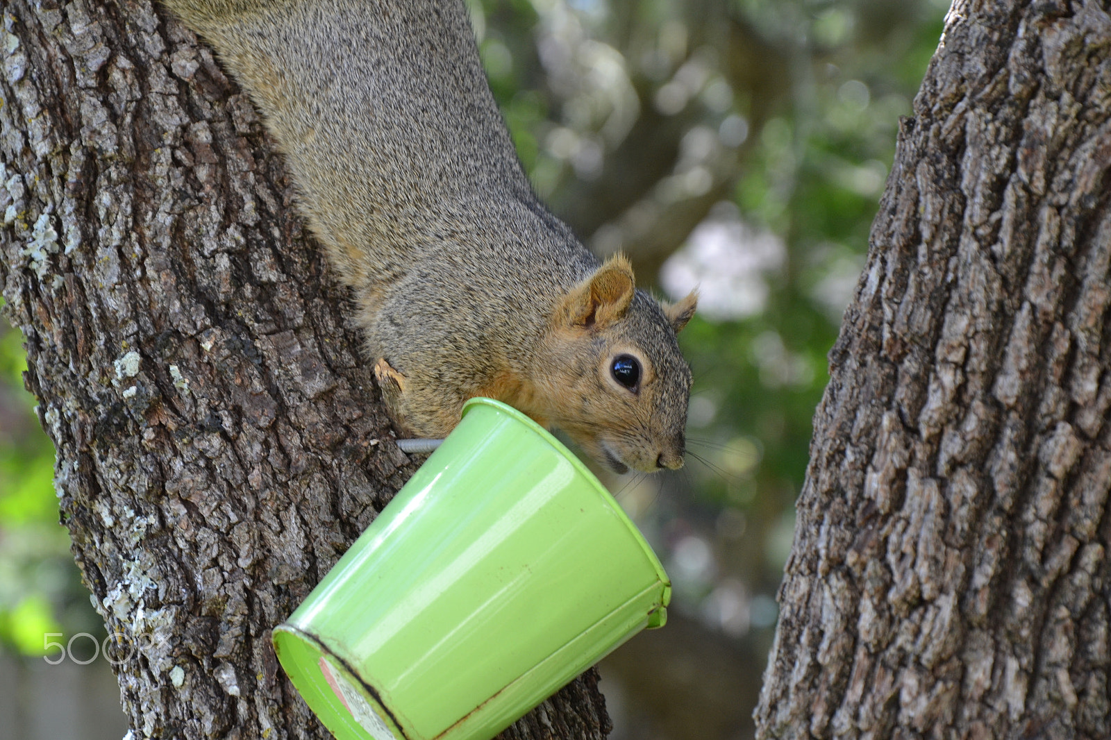 Nikon D3100 sample photo. Park squirrels photography