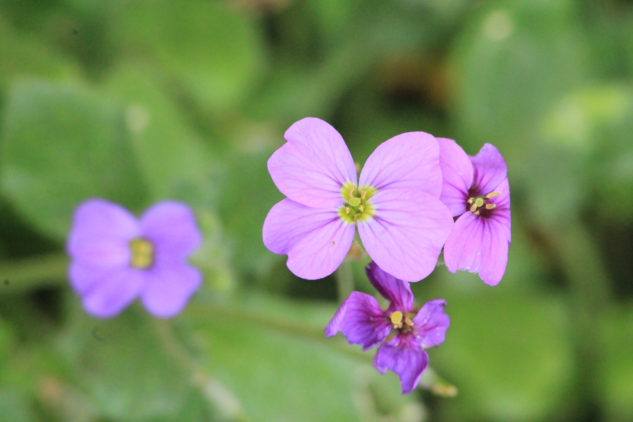 Canon EOS 1100D (EOS Rebel T3 / EOS Kiss X50) sample photo. Img photography