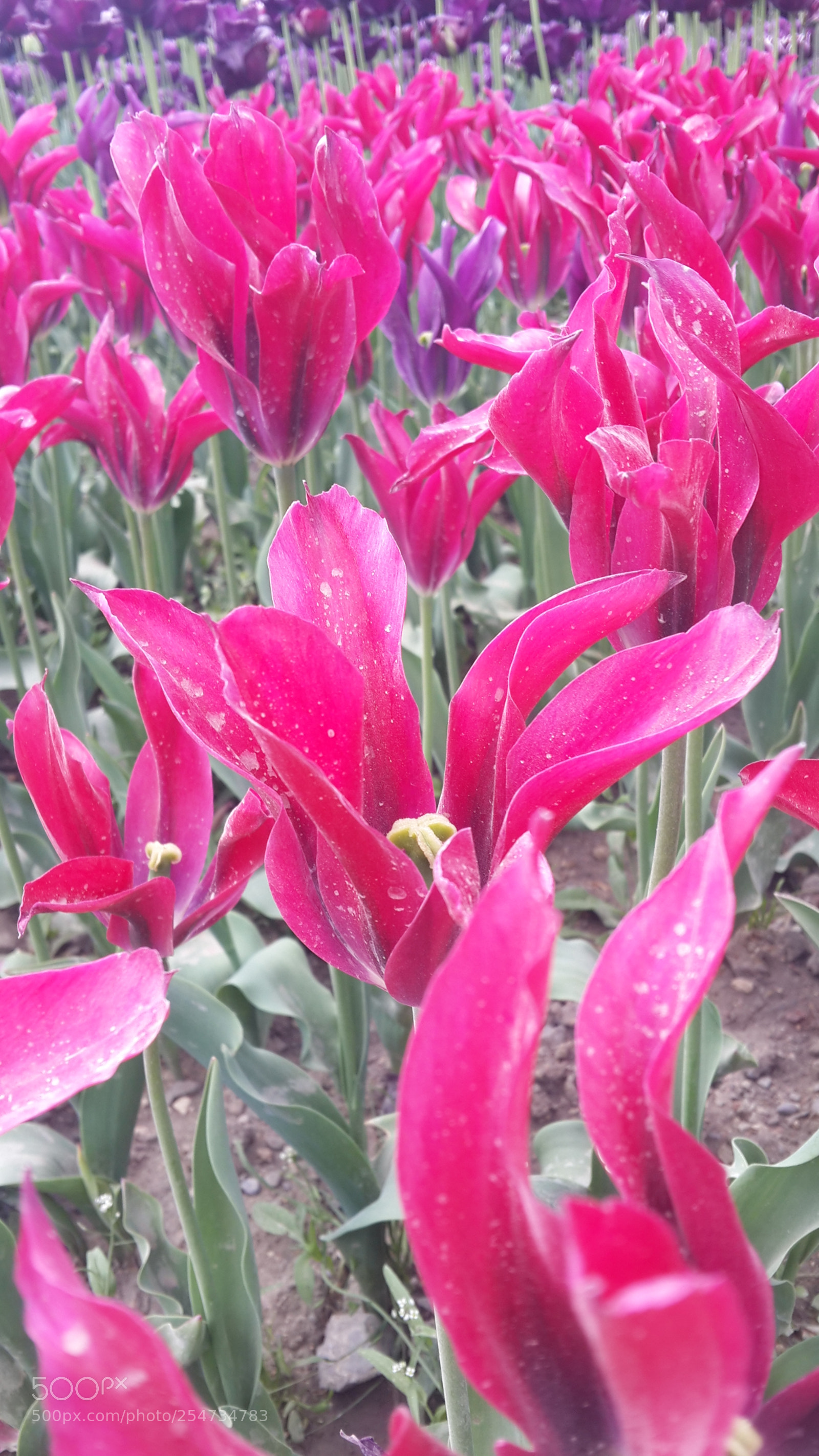 Samsung Galaxy S4 sample photo. 20180422_135056.jpg photography