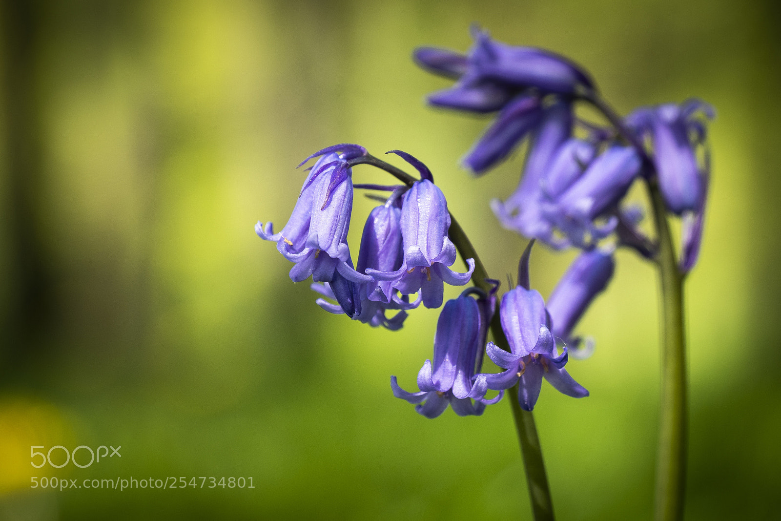 Panasonic Lumix DMC-GX85 (Lumix DMC-GX80 / Lumix DMC-GX7 Mark II) sample photo. Common bluebell photography