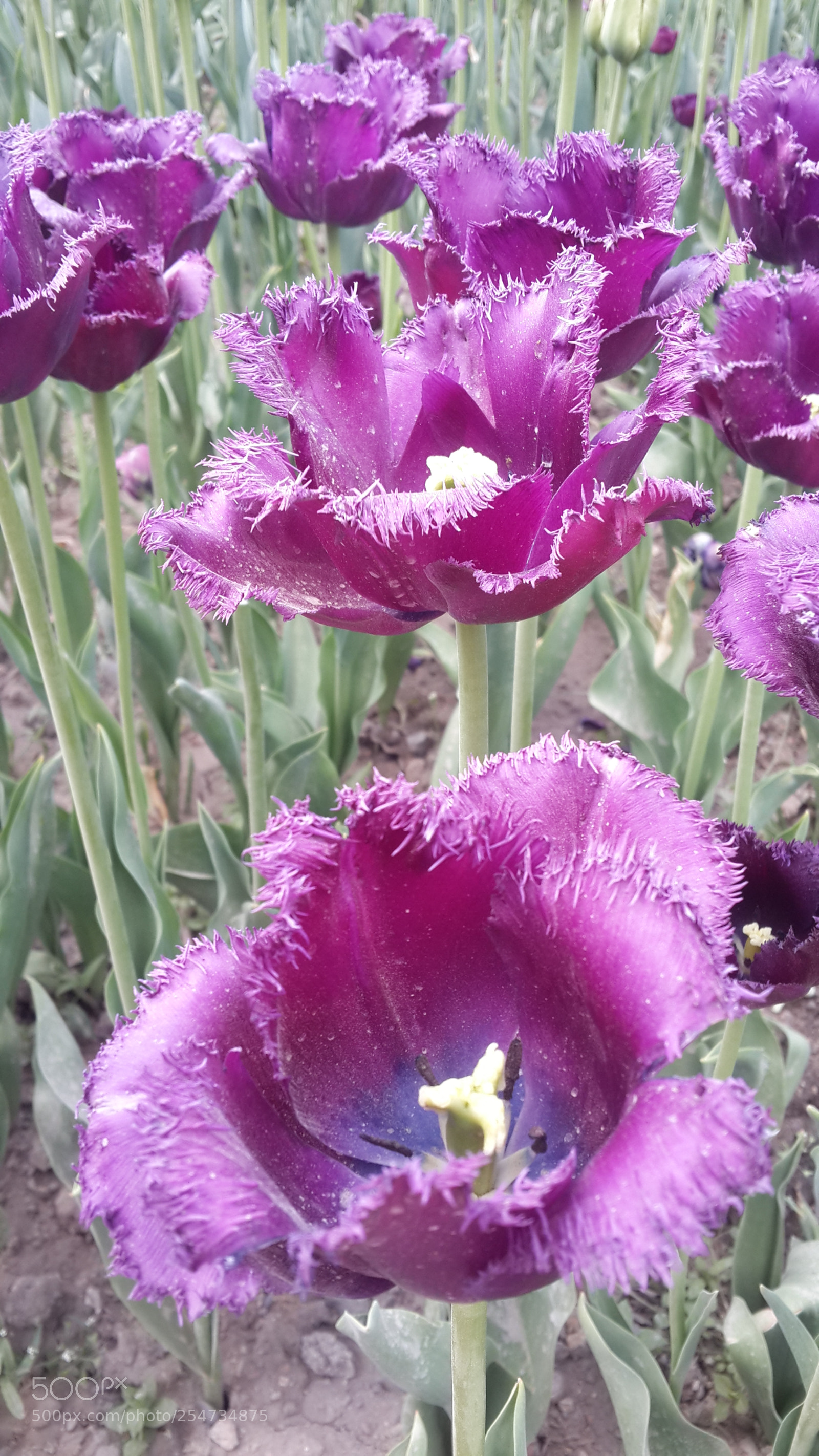 Samsung Galaxy S4 sample photo. 20180422_135111.jpg photography