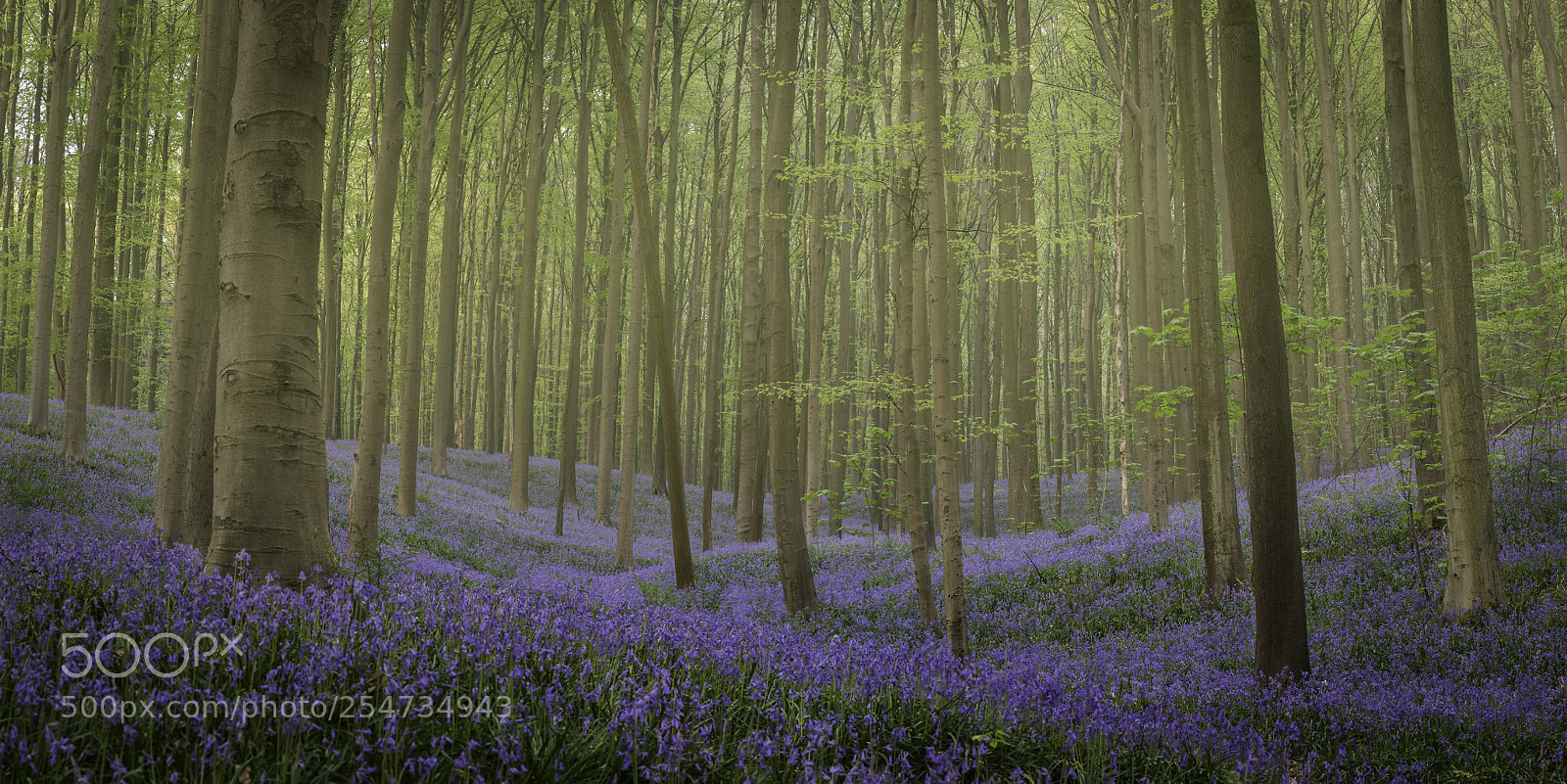 Sony a6300 sample photo. Bluebells photography