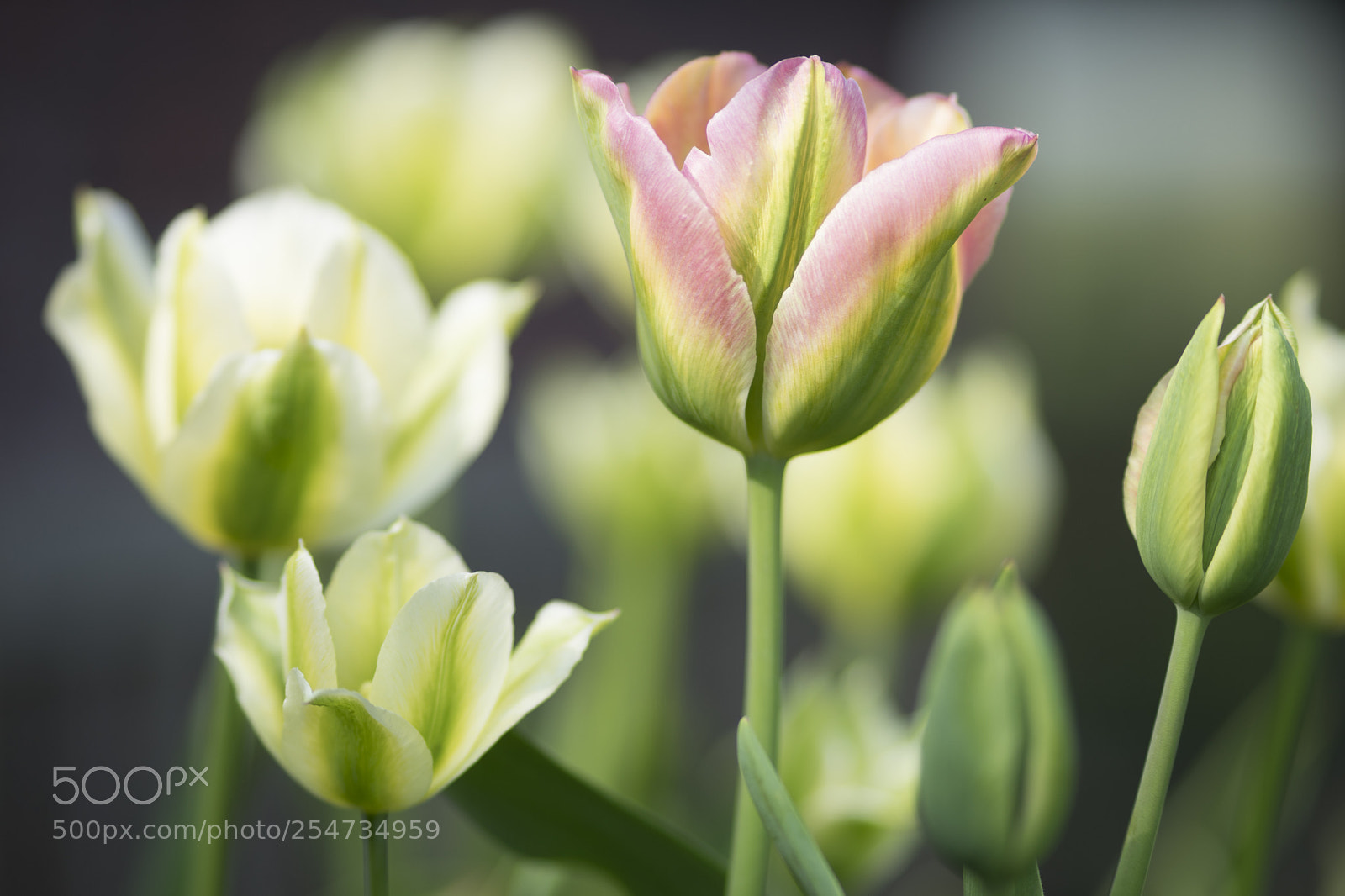 Sony a7 sample photo. Tulipmania photography