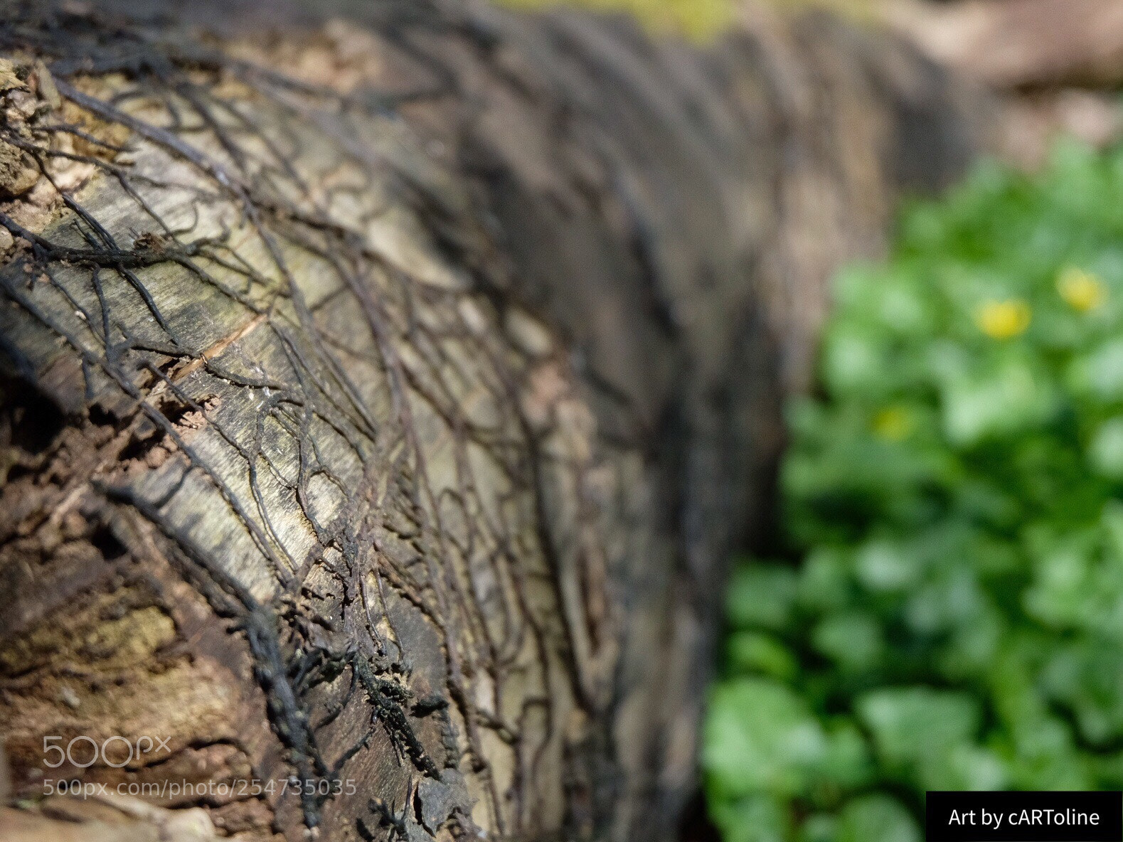 Fujifilm X-T20 sample photo. Nature’s pattern  photography