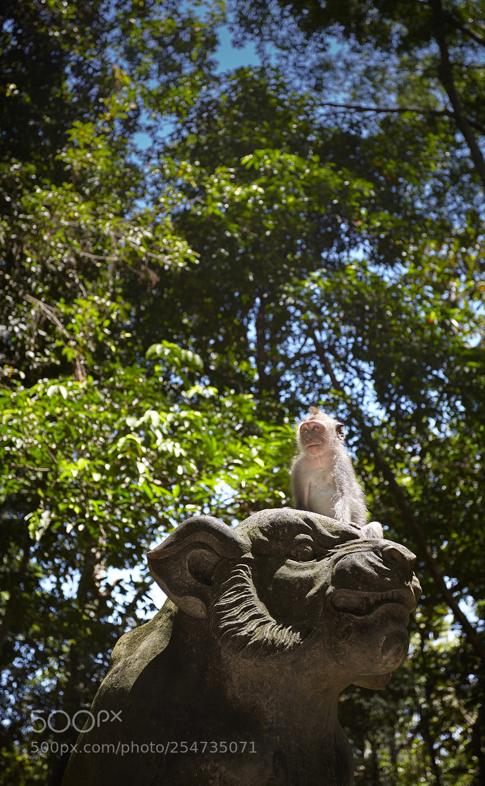 Canon EOS 5D Mark II sample photo. Curious monkey photography